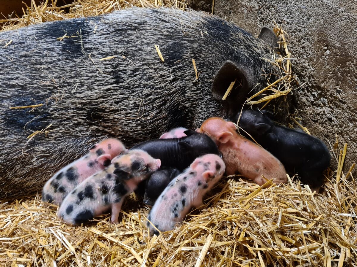 Ferkel im Stall