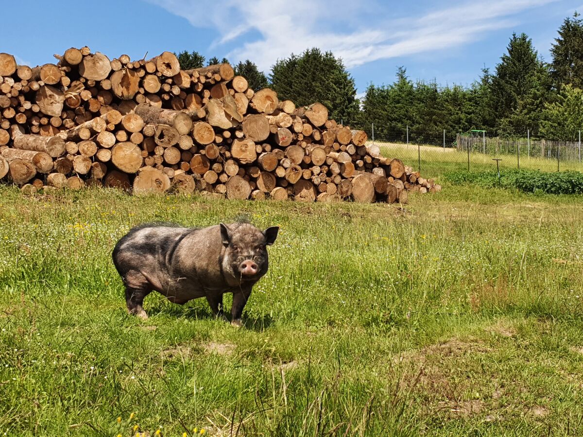 Schwein auf dem Bauernhof