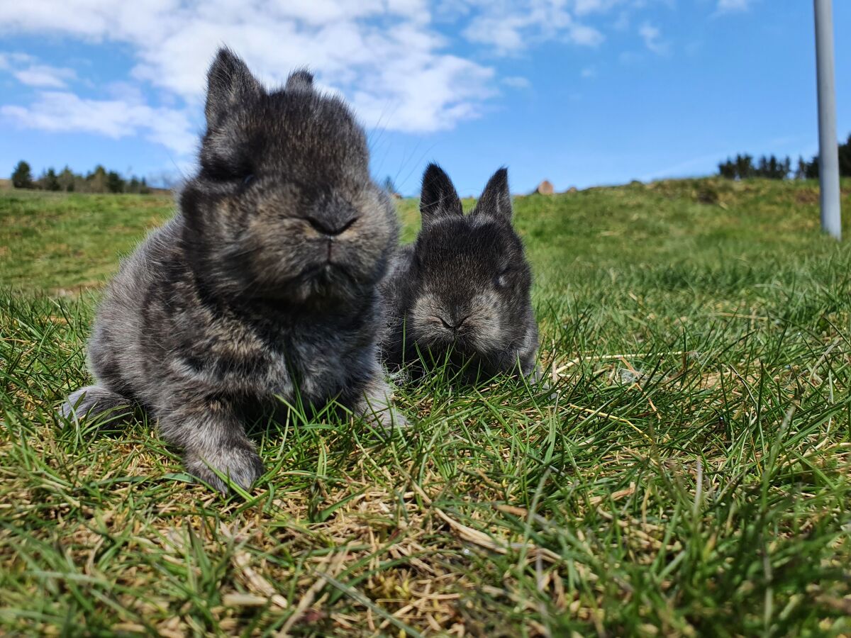 Kaninchen