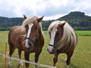 Appartamento per vacanze Geisa Ambiente 16