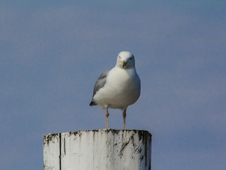 Möwe