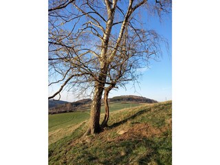 Umschlungene Bäume, Wanderweg 10 min. vom Hof