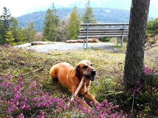 Vakantieappartement Leutasch Omgeving 25