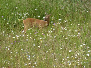 Appartamento per vacanze Lütjenholm Ambiente 33