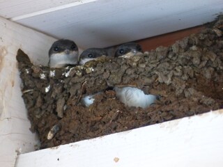 Appartamento per vacanze Lütjenholm Ambiente 35