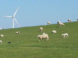 Schafe am Nordseedeich