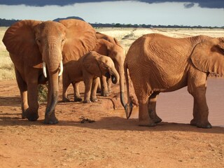 Safari