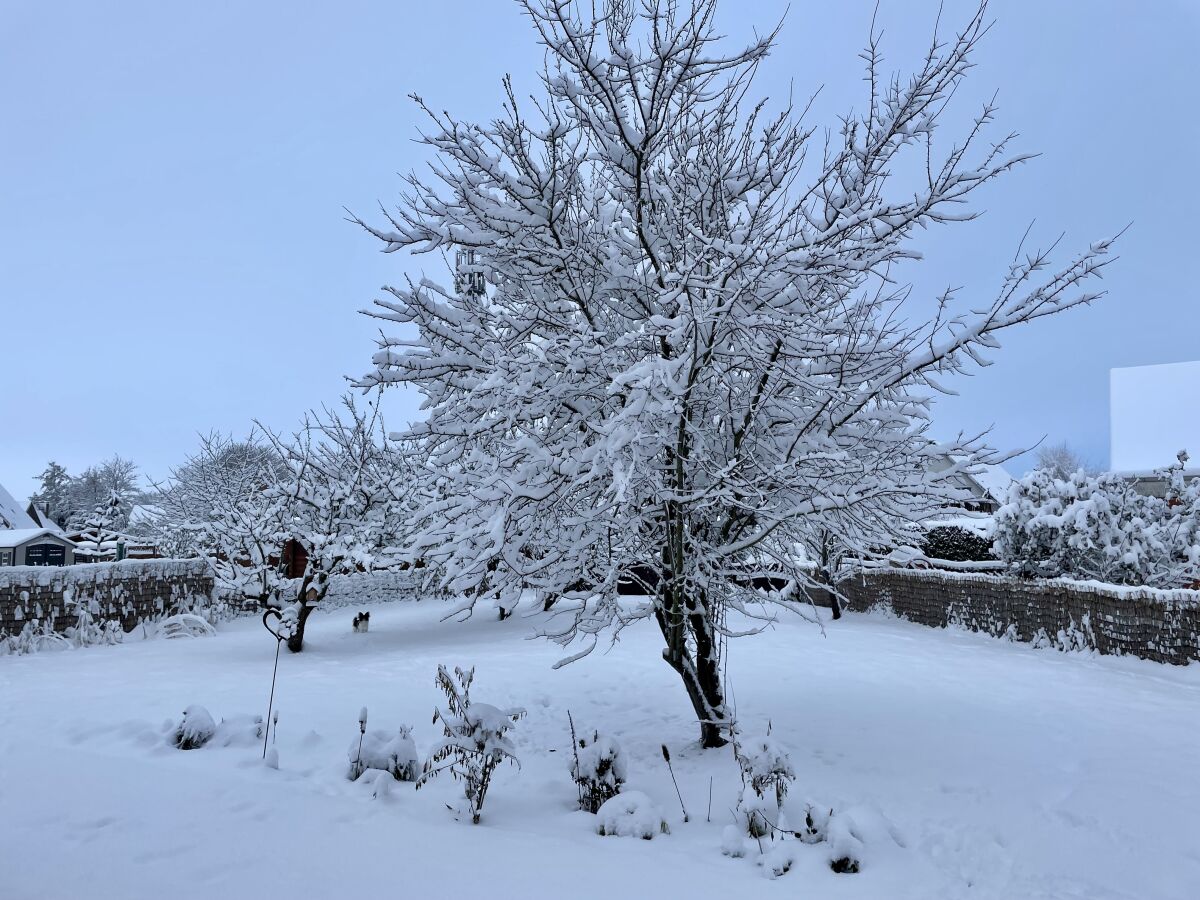 Schnee im Garten