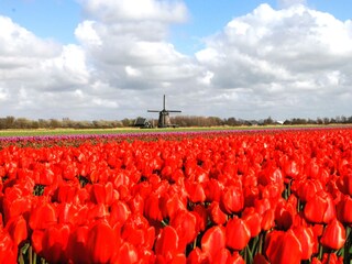 Tulips in surrounding