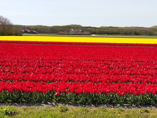 Maison de vacances Julianadorp Environnement 23