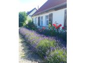 Lavendel und Rosen duften vor dem Haus