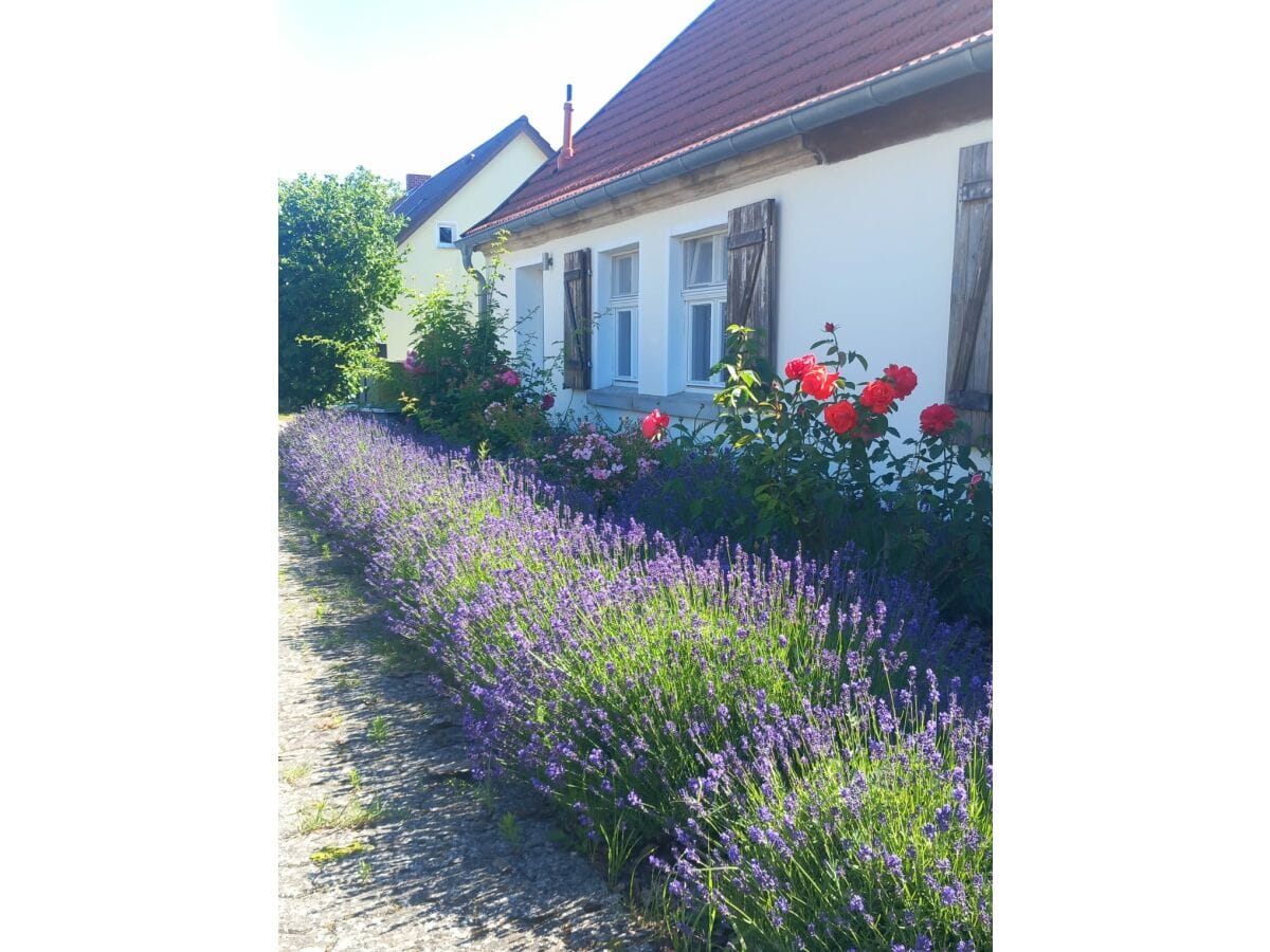 Lavendel und Rosen duften vor dem Haus