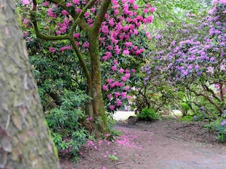 Rhodoblüte im Ammerland