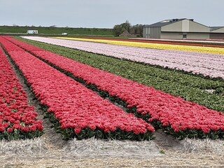 Casa per le vacanze Julianadorp Ambiente 16