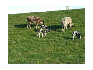 Casa per le vacanze Herkingen Ambiente 33