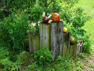 Blick in den Garten