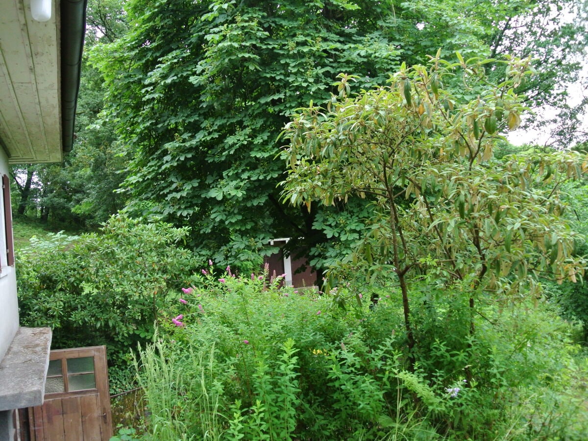 Maulbeerbaum im Vogelsberg