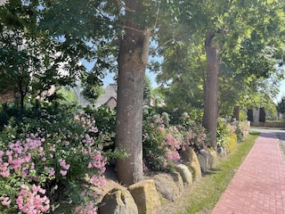 Ferienwohnung St. Peter-Ording Außenaufnahme 11