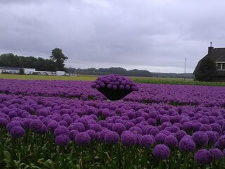 Appartamento per vacanze Castricum Ambiente 32