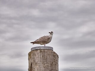 Möwe