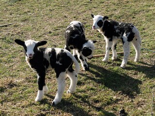 Casa per le vacanze De Koog Ambiente 14