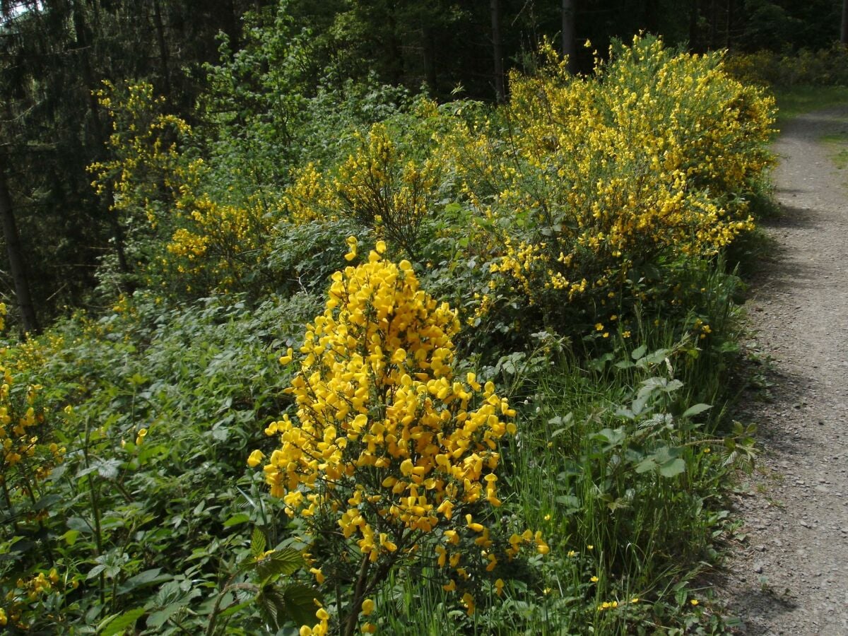 Ginsterblüte