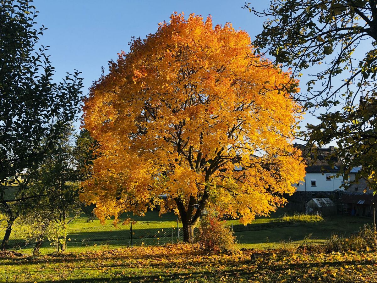 Herbstlicher Garten