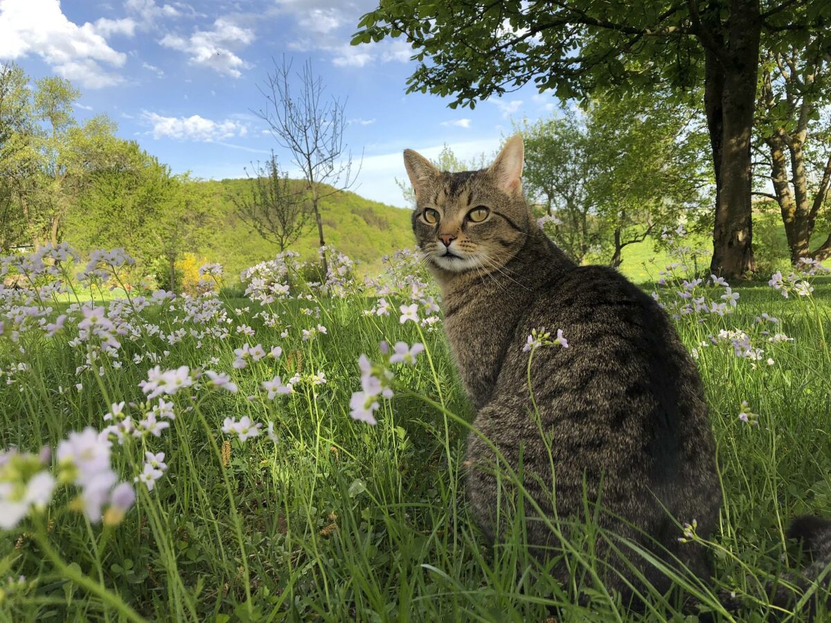 Frühling im Garten