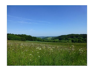 Sommerliche Eifellandschaft