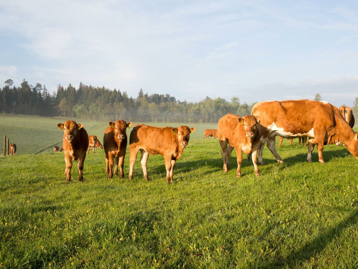 Mutterkuhhaltung - Glückliche Kühe auf der Weide