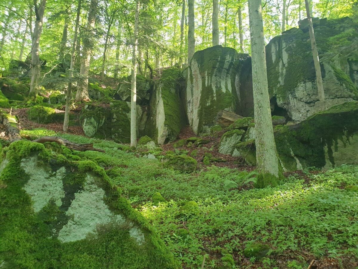 Eifel-Ur-wald