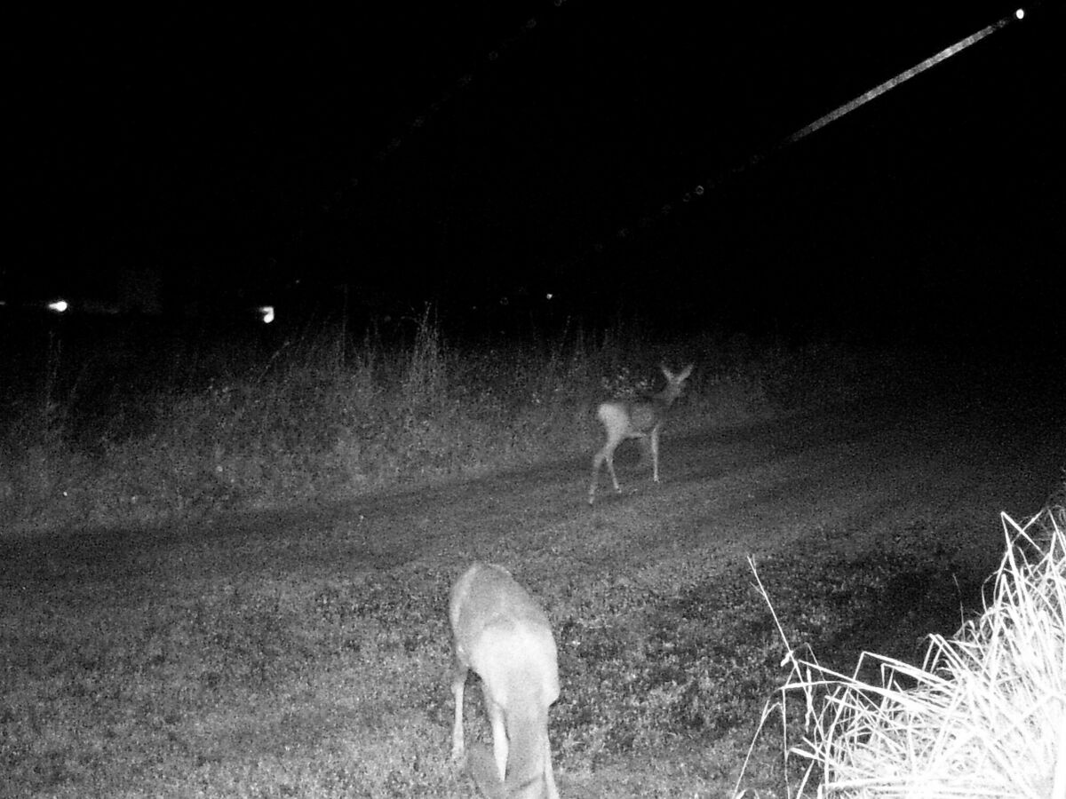 Rehe auf der Blumenwiese hinterm Ferienhaus