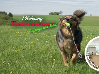Hunde Willkommen Variation2