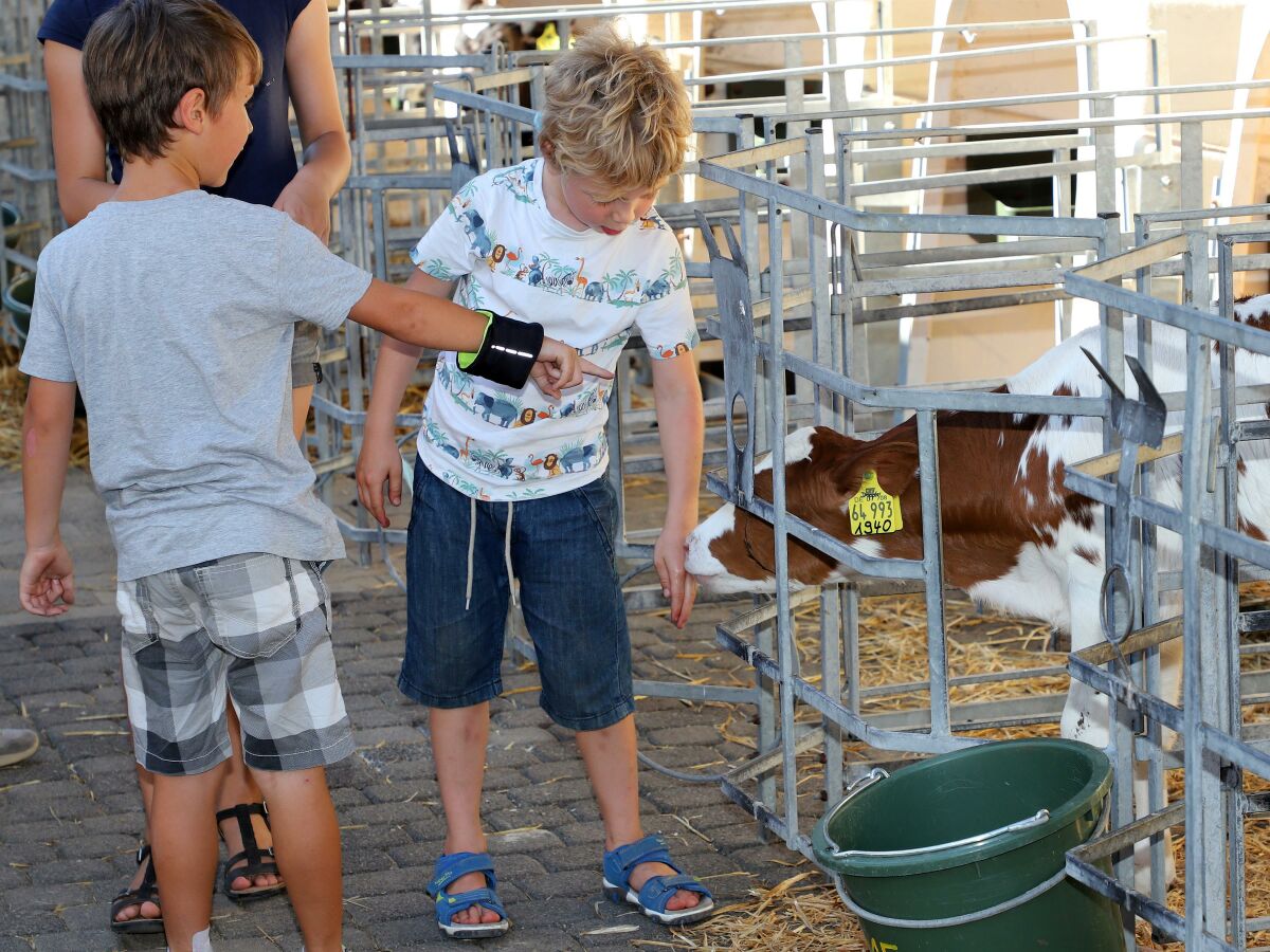 Kinder beim Kälber füttern