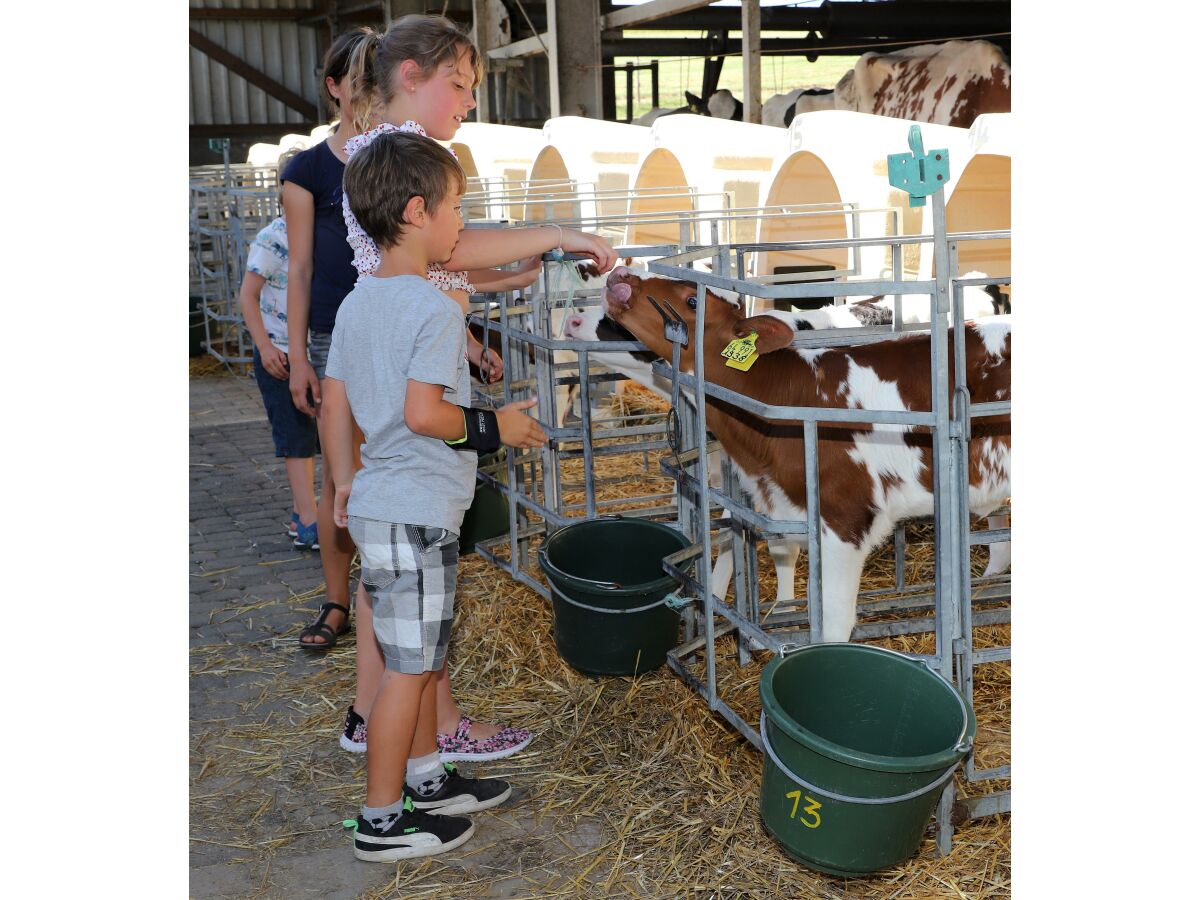 Kinder beim Kälber füttern