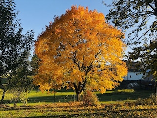 Herbstlicher Garten