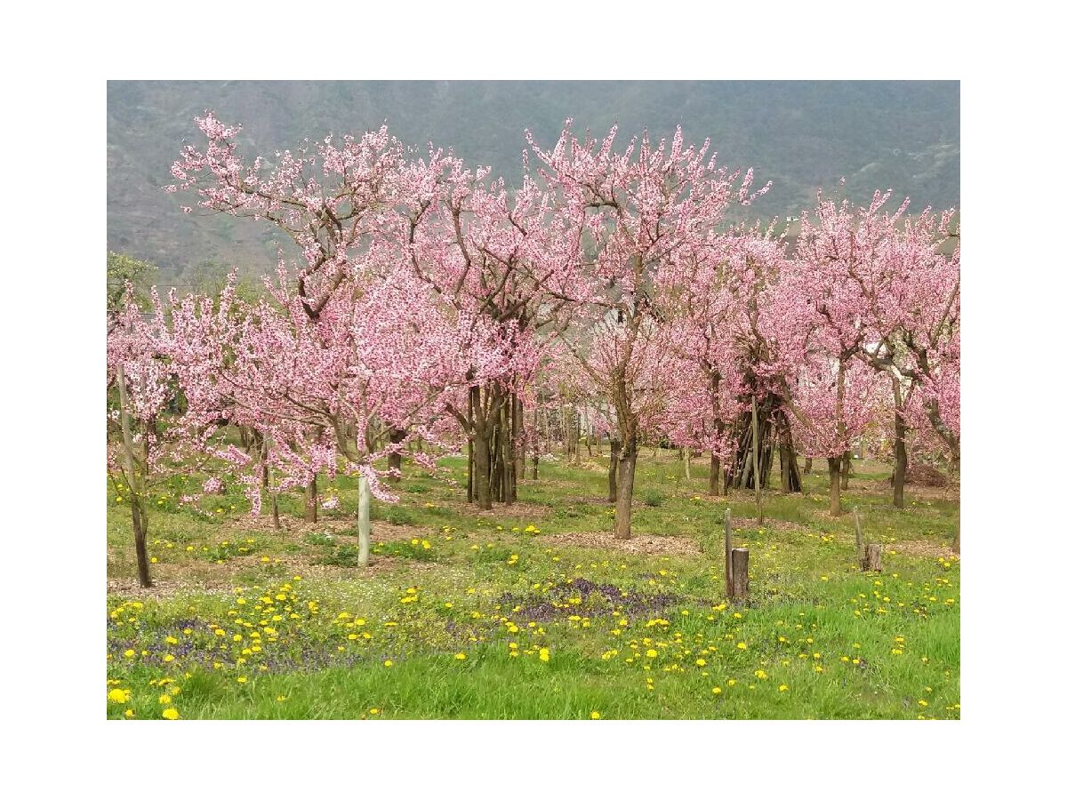 Mandelblüte