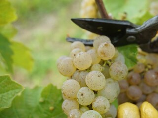 Weinlese