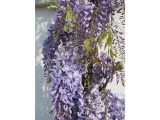 Rankgewächs am Quartier