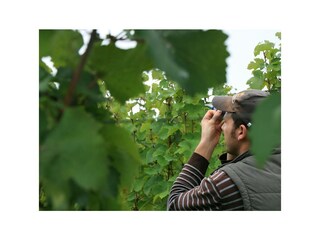 Winzer Christian Kiebel