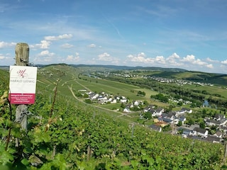 Ausblick auf Kesten von einem unserer Weinberge