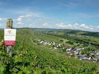 Ausblick auf Kesten von einem unserer Weinberge