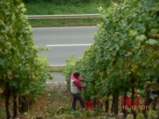 Traubenlese