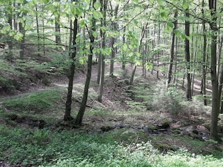 Wald in der Nähe des Ferienhauses