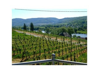 Panoramablick Apartment Weingut Genetsch