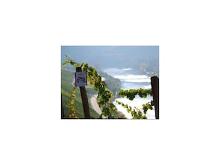 Weinberg Weingut Genetsch Lieser