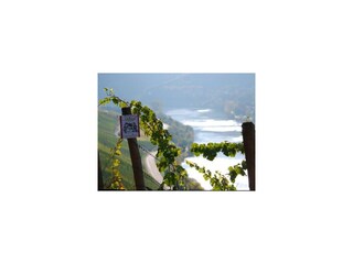 Weinberg Weingut Genetsch Lieser