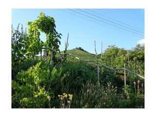 ZU den Weinbergen hinterm Haus