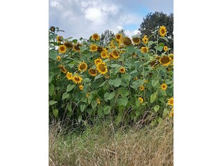 Casa per le vacanze Hjaeltevad Ambiente 19