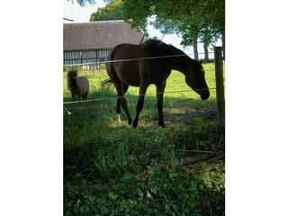 Casa per le vacanze Ouville-la-Rivière  45